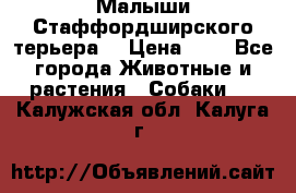 Малыши Стаффордширского терьера  › Цена ­ 1 - Все города Животные и растения » Собаки   . Калужская обл.,Калуга г.